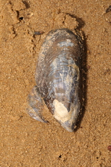 Mytilus edulis