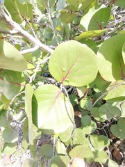 Coccoloba uvifera