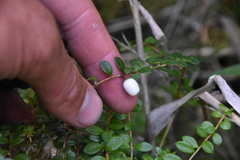 Gaultheria hispidula