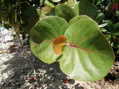 Coccoloba uvifera