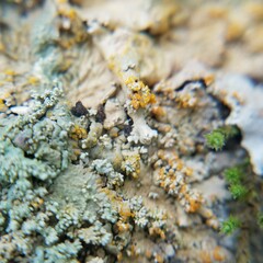 Erythricium aurantiacum