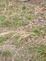Deschampsia cespitosa