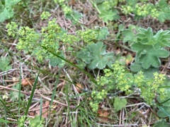 Alchemilla vulgaris