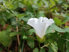 Calystegia silvatica
