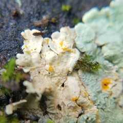 Erythricium aurantiacum