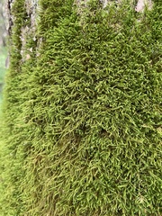 Amblystegium serpens