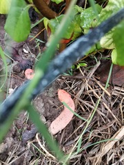 Phallus rubicundus