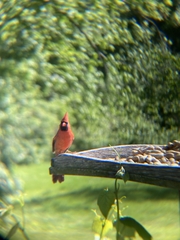 Cardinalis cardinalis