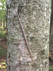 Diapheromera femorata