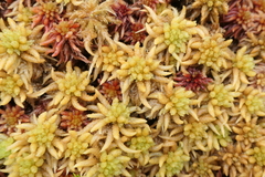 Sphagnum denticulatum