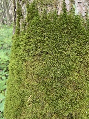 Amblystegium serpens