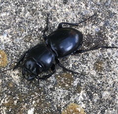 Pasimachus elongatus