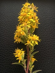 Solidago virgaurea