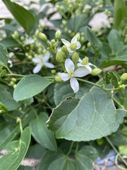 Clematis