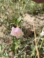 Oenothera pallida