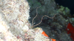 Ophiurida