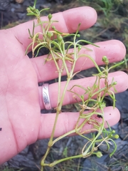 Spergularia canadensis