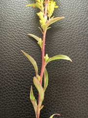 Solidago virgaurea
