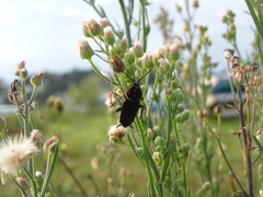 Pseudomops interceptus