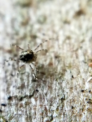 Megabunus diadema