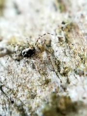 Megabunus diadema