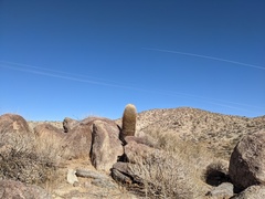 Ferocactus cylindraceus