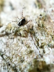 Megabunus diadema
