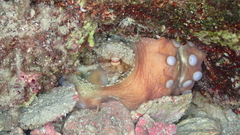 Octopus vulgaris
