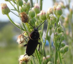 Pseudomops interceptus