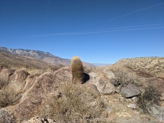 Ferocactus cylindraceus
