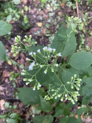 Ageratina