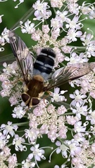 Leucozona glaucia