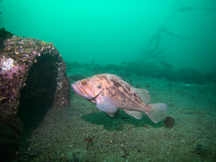 Sebastes auriculatus