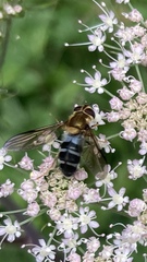 Leucozona glaucia
