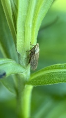 Aphrodes