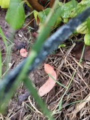 Phallus rubicundus
