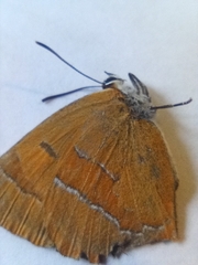 Thecla betulae