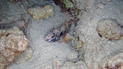 Sparisoma cretense