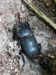 Dorcus parallelipipedus