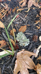 Parmotrema hypotropum