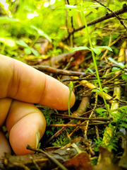 Botrychium tenebrosum