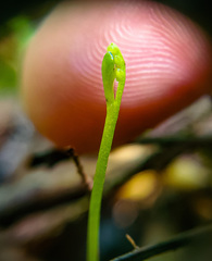 Botrychium tenebrosum