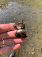 Sagittunio subrostratus