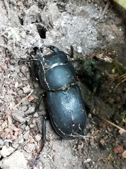 Dorcus parallelipipedus