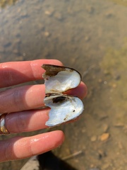 Sagittunio subrostratus