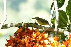 Toxorhamphus novaeguineae