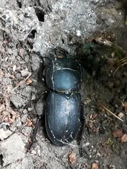 Dorcus parallelipipedus