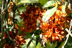 Toxorhamphus novaeguineae