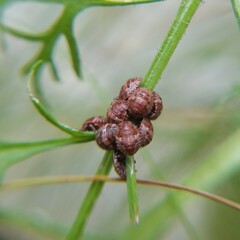 Hemiptera