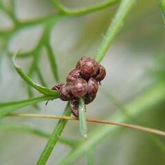 Hemiptera